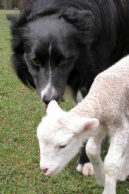 Gentle enough to nudge along a  newborn lamb
