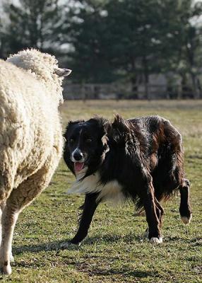 Mick backs a protective ewe with a newborn lamb