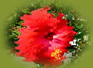 hibiscus-vignette.jpg