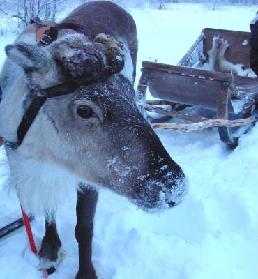 ReindeerSled