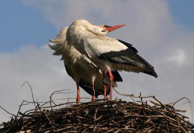 White Storks bill-clattering