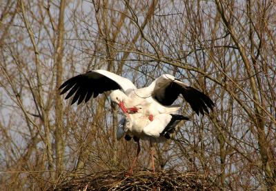 White Storks mating