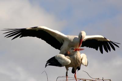White Storks mating