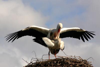 White Storks mating