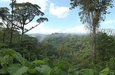View Out over Rain Forest