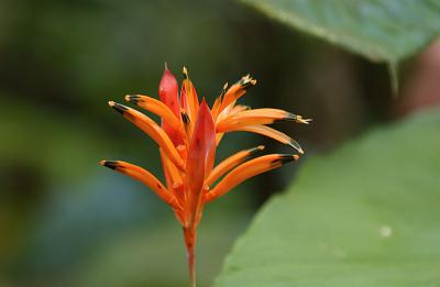 Flower in Rain Forest