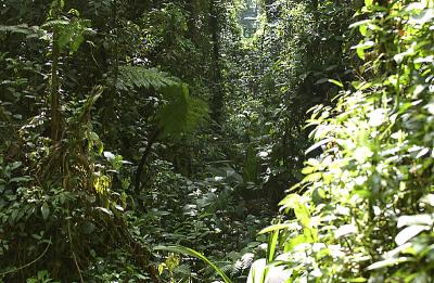 View from Tram through Rain Forest