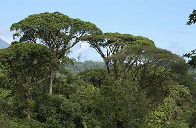 Brocolli Trees in Rain Forest