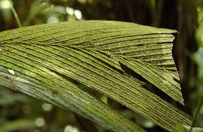 Moss on Palm