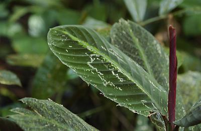 Front Side of Leaf (see next)