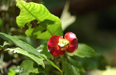 Lips Flower