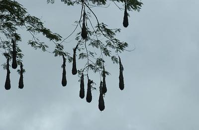 Hanging pods are bird nests