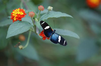 Mariposa (Butterfly)