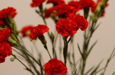 DSC_4231.jpg