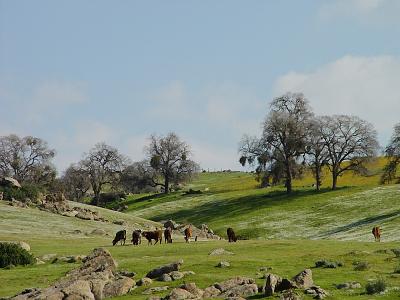 California-cows.jpg