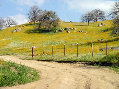 wildflowers starting to bloom