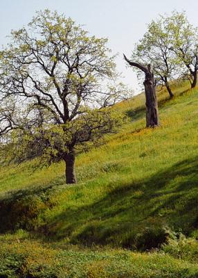 beginning of wildflower season