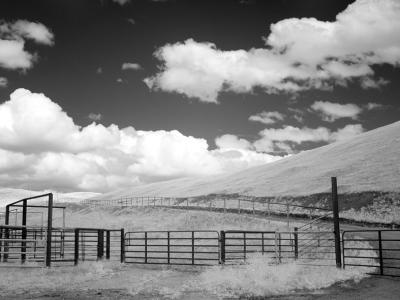 flowers-IR-019.jpg