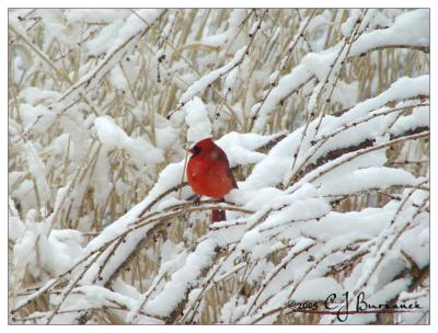 Cardinal -012