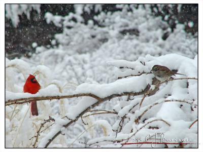 Cardinal & Sparrow -015