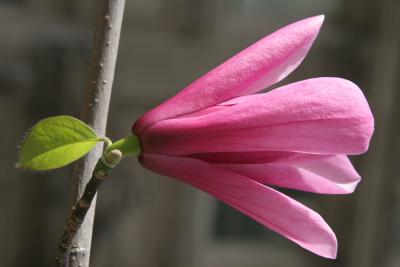 Spring comes to Seattle