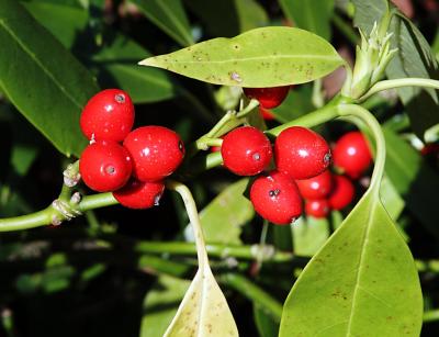 Berries in Washington Park