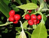 Berries in Washington Park