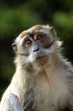 Wild Monkeys Everywhere