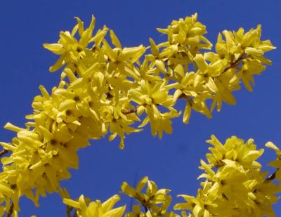 Forsythia