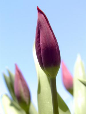 Tulips 2