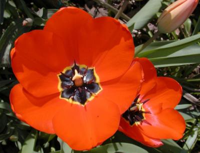 Tulips 3