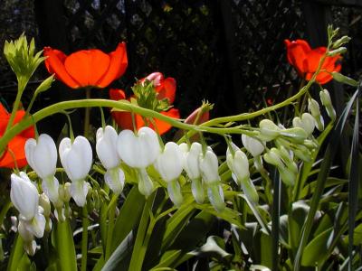 White Bleeding Heart with Tulips