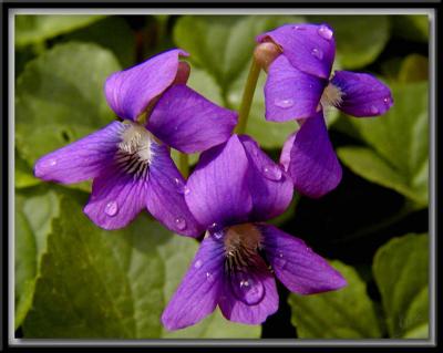 Violets