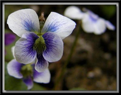 Violets