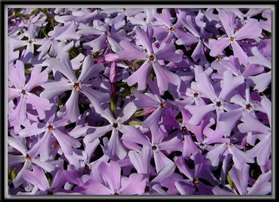 Phlox