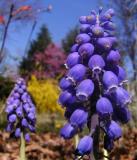 Grape Hyacinths