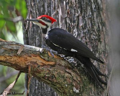 Pileated Woodpecker