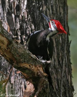 Pileated Woodpecker