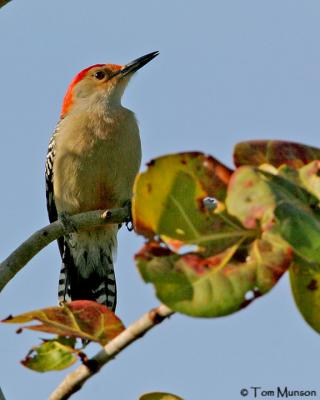 Red-bellied Woodpecker