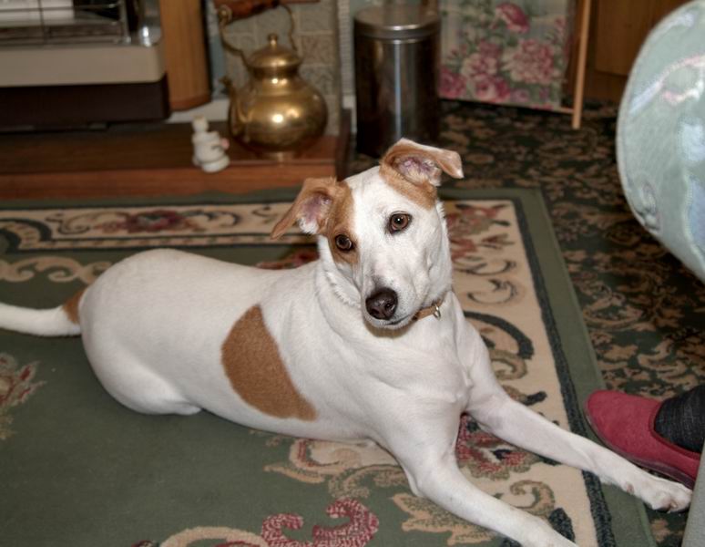 dog_1.jpg