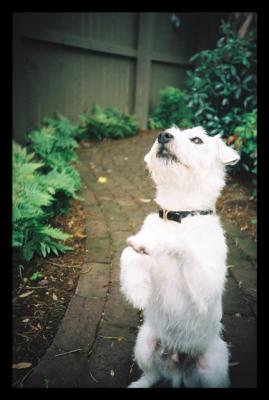 Good Boy, Loo
