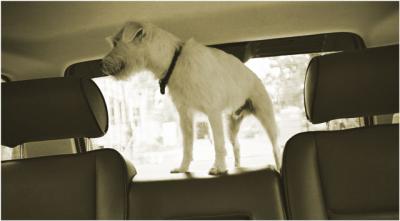 Backseat Driver