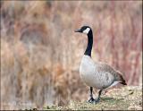 Goose on a Stroll...
