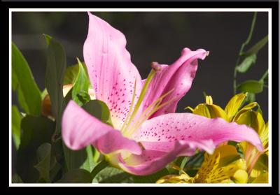 the Portland Flower Show give us...