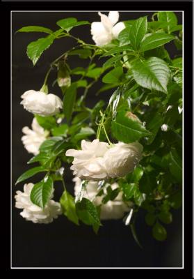 ...just enough color and scent to convince us...