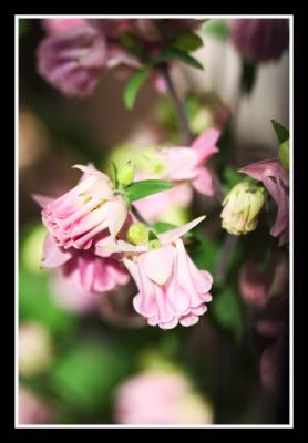 Is this columbine, did you say?