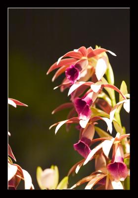 I had never seen Nun's Orchid, but it was worth the wait!