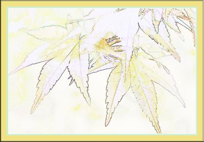 Japanese Maple ....edges...