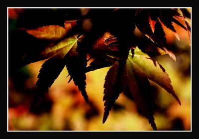 ....and underexposed leaves.