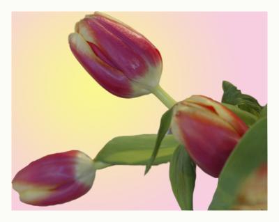 But tulips convince us that spring is around the corner!